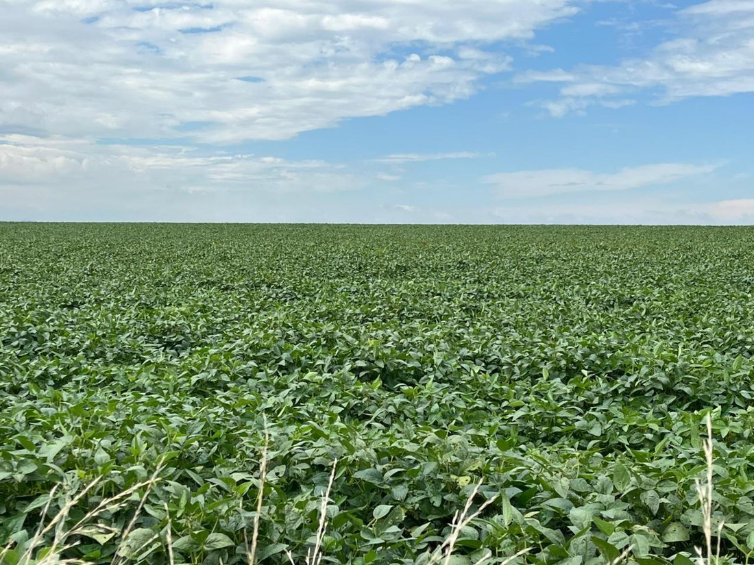 Farm Ranch in Hobhouse, Free State, South Africa 3 - 17340145