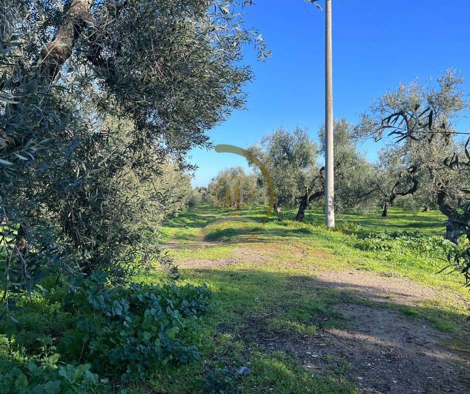 Land in Castle of the Mountain - Montegrosso - Boschetto, Andria, Apulia 4 - 17341391