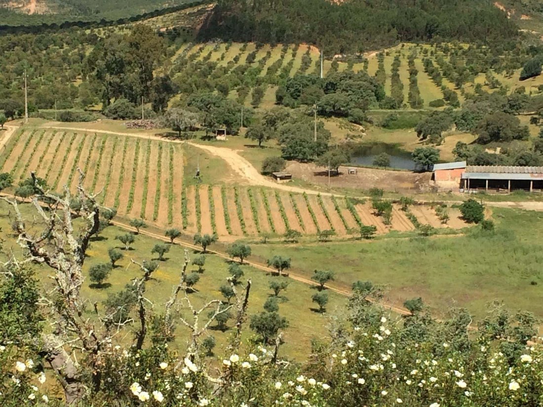 Farm Ranch in Sao Martinho das Amoreiras, Beja District, Portugal 2 - 17352455