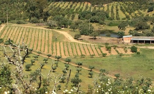 Farm Ranch in São Martinho das Amoreiras, Beja, Portugal 1