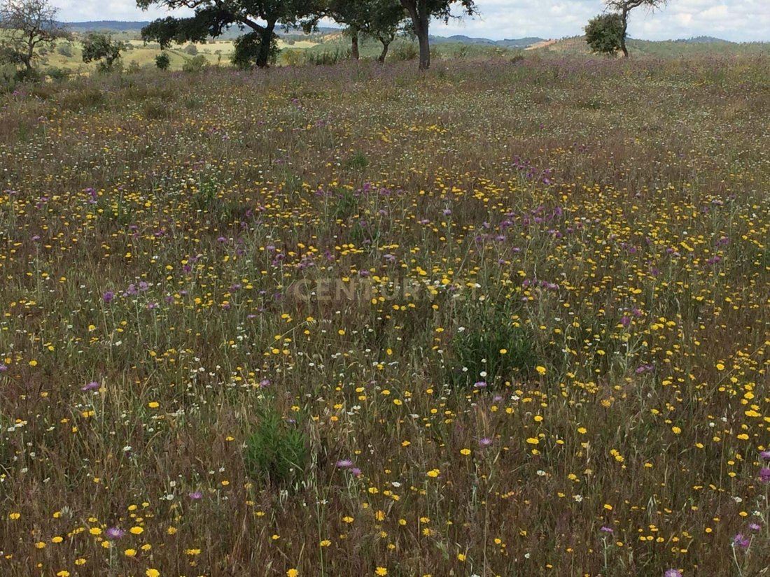 Farm Ranch in Sao Martinho das Amoreiras, Beja District, Portugal 3 - 17352455
