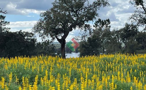Terreno a Montargil, Distretto di Portalegre, Portogallo 1