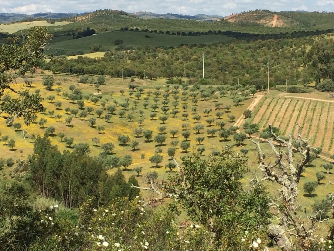 Farm Ranch in Sao Martinho das Amoreiras, Beja District, Portugal 5 - 17352455