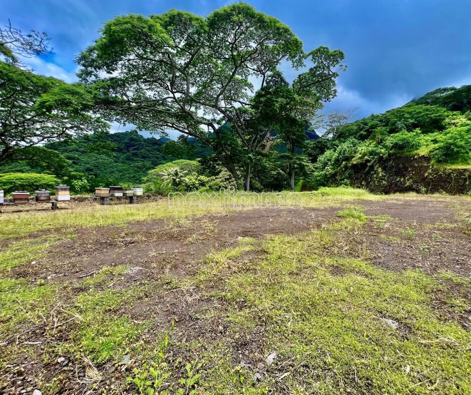 Land in Moorea-Maiao, Windward Islands, French Polynesia 3 - 17367716