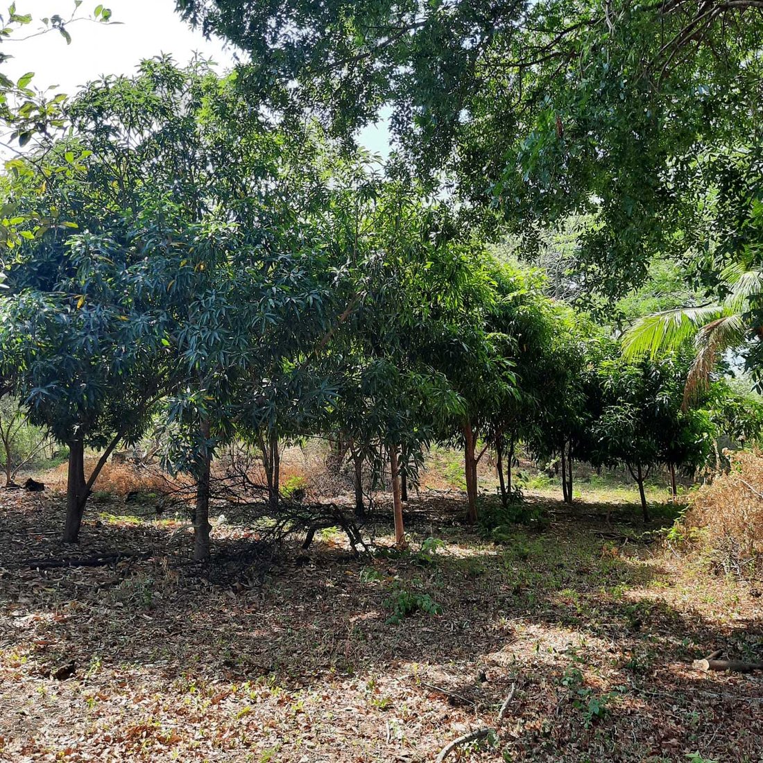 Farm Ranch in La Paz Centro, Leon, Nicaragua 3 - 17365250