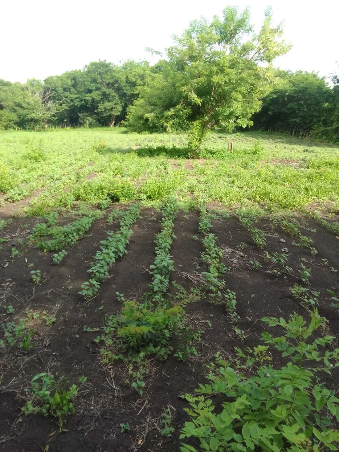 Farm Ranch in La Paz Centro, Leon, Nicaragua 4 - 17365250