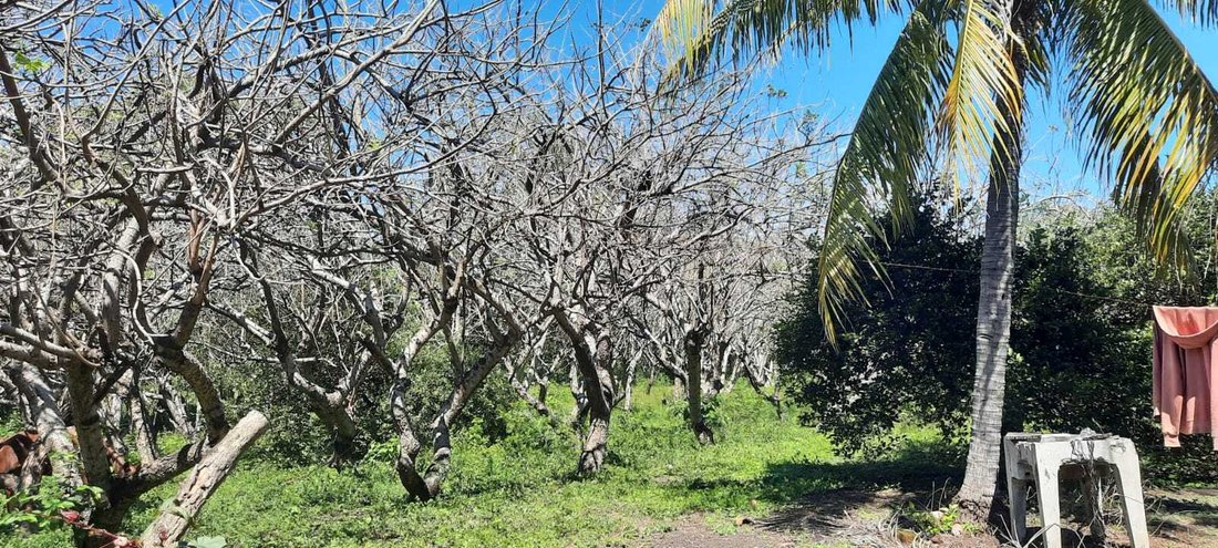 Farm Ranch in La Paz Centro, Leon, Nicaragua 5 - 17365250