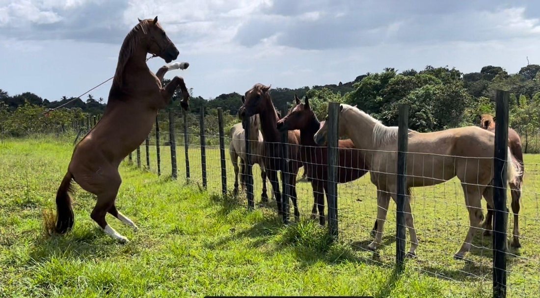 Finca in El Chirú, Coclé Province, Panama 1 - 17371705