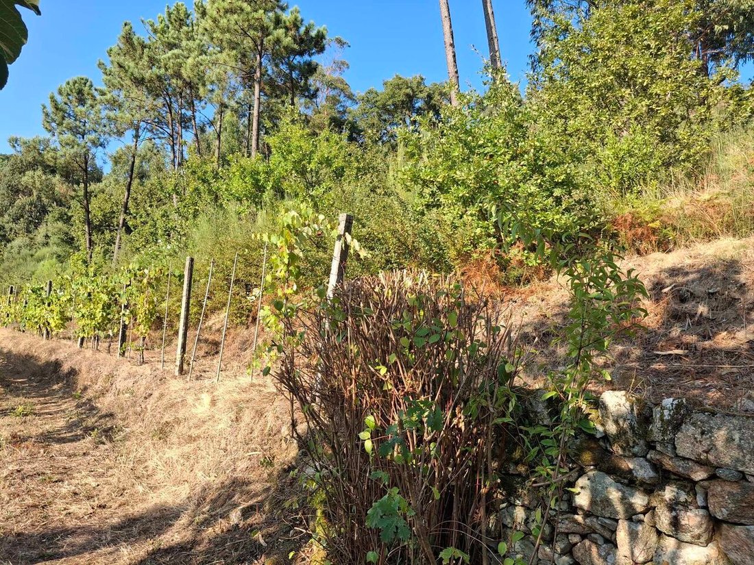 Land in Ceivaes e Badim, Viana do Castelo District, Portugal 5 - 17363700