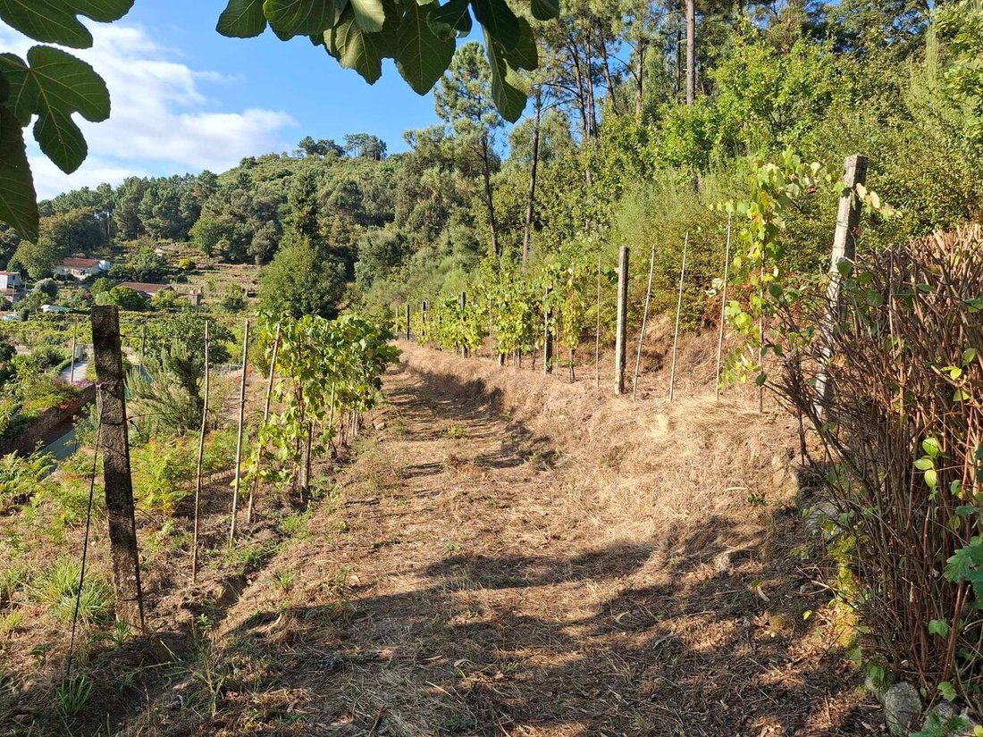 Land in Ceivaes e Badim, Viana do Castelo District, Portugal 4 - 17363700