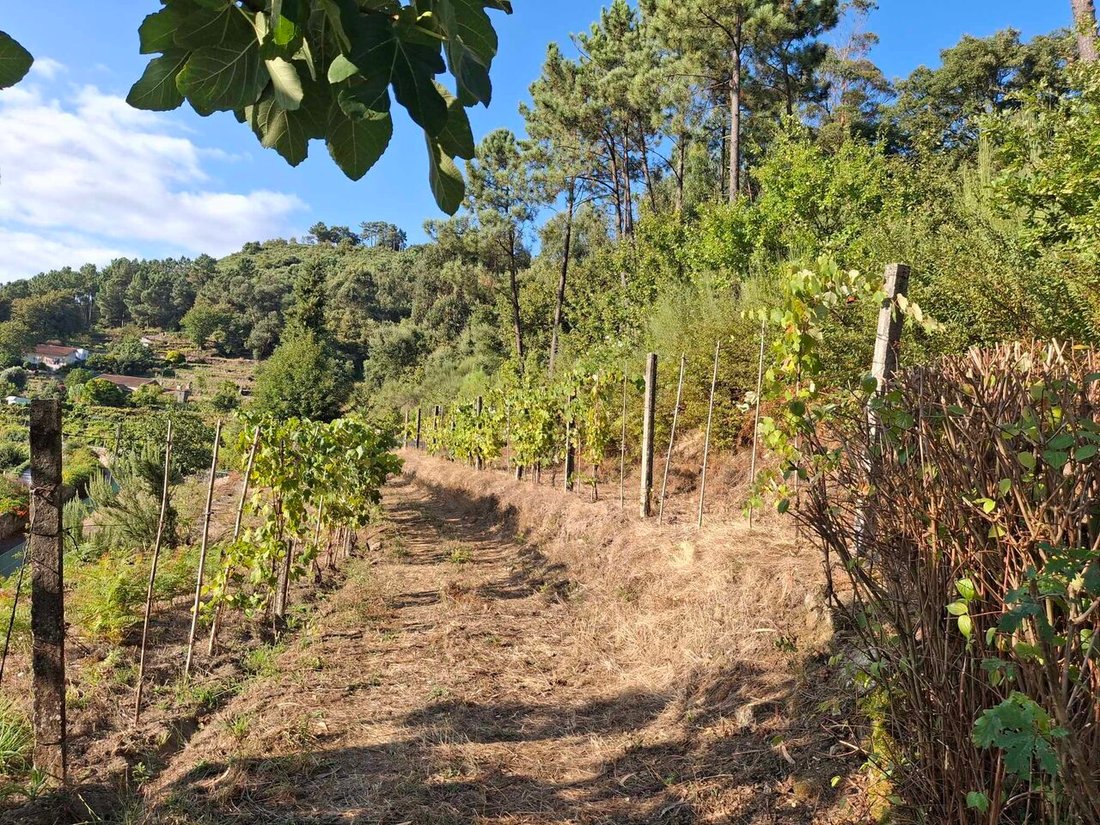 Farm Ranch in Ceivaes e Badim, Viana do Castelo District, Portugal 5 - 17363705
