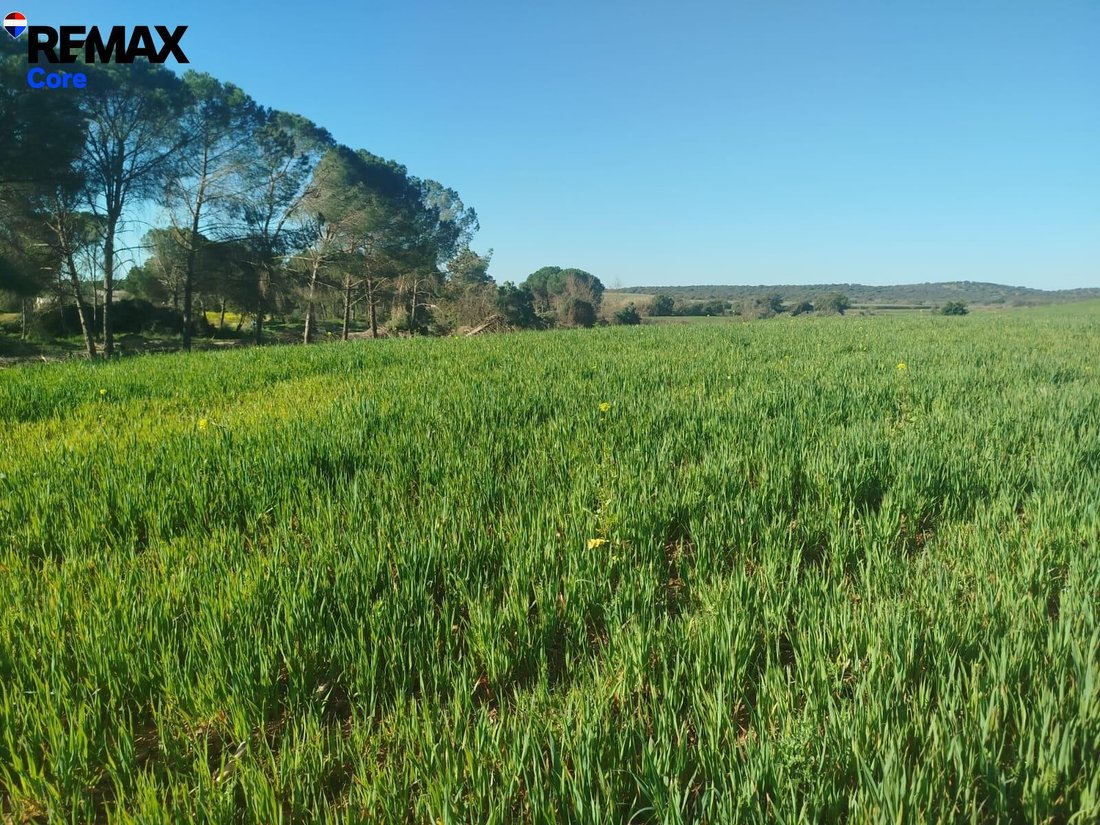 Land in Merida, Extremadura, Spain 2 - 16648517