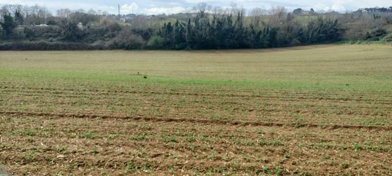 Land in Spoltore, Abruzzo, Italy 2 - 17377730