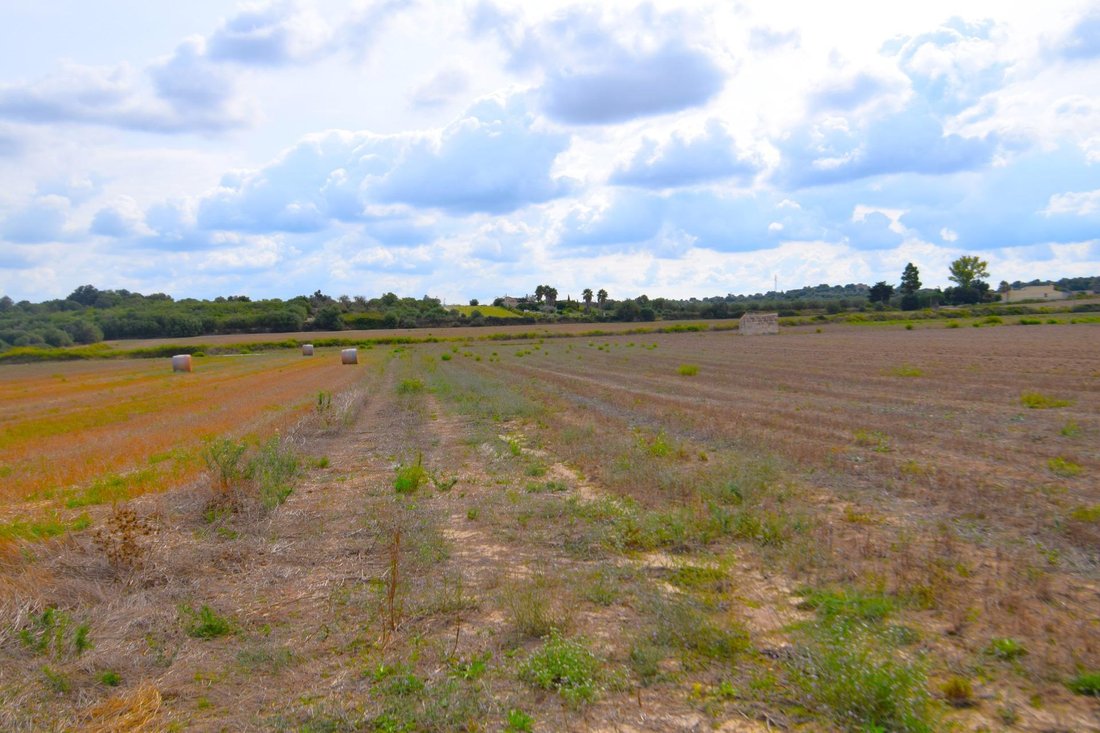 Land in Muro, Balearic Islands, Spain 1 - 17383063