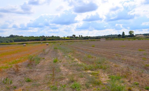 Land in Muro, Balearische Inseln, Spanien 1