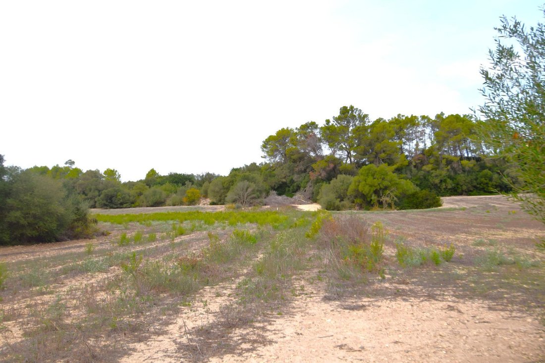 Land in Muro, Balearic Islands, Spain 5 - 17383099