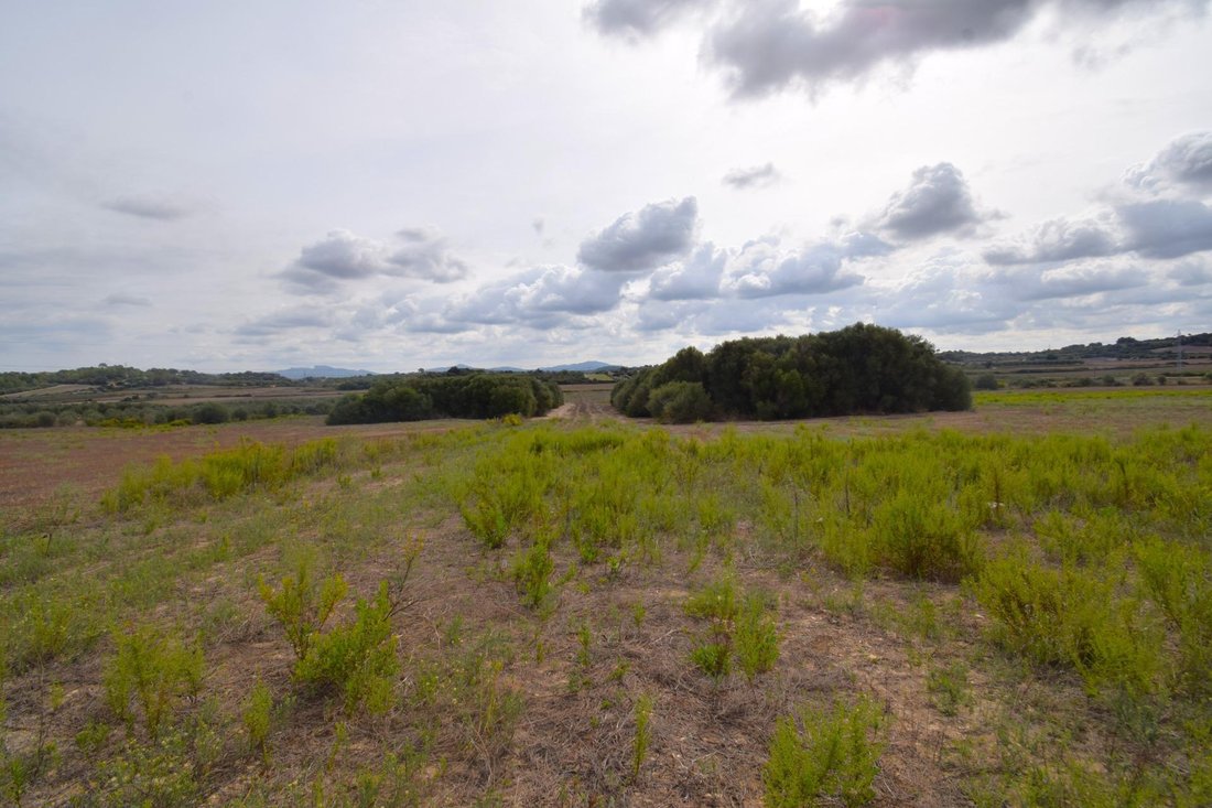 Land in Muro, Balearic Islands, Spain 1 - 17383099