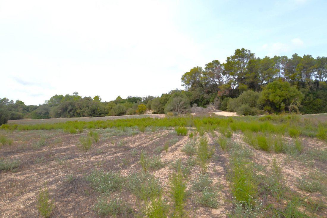 Land in Muro, Balearic Islands, Spain 5 - 17383063