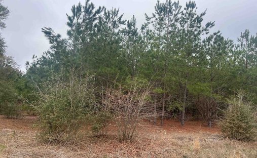 Land in Blenheim, South Carolina, United States 1