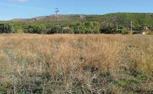 Land in Lavreotiki Community, Attica, Greece 1