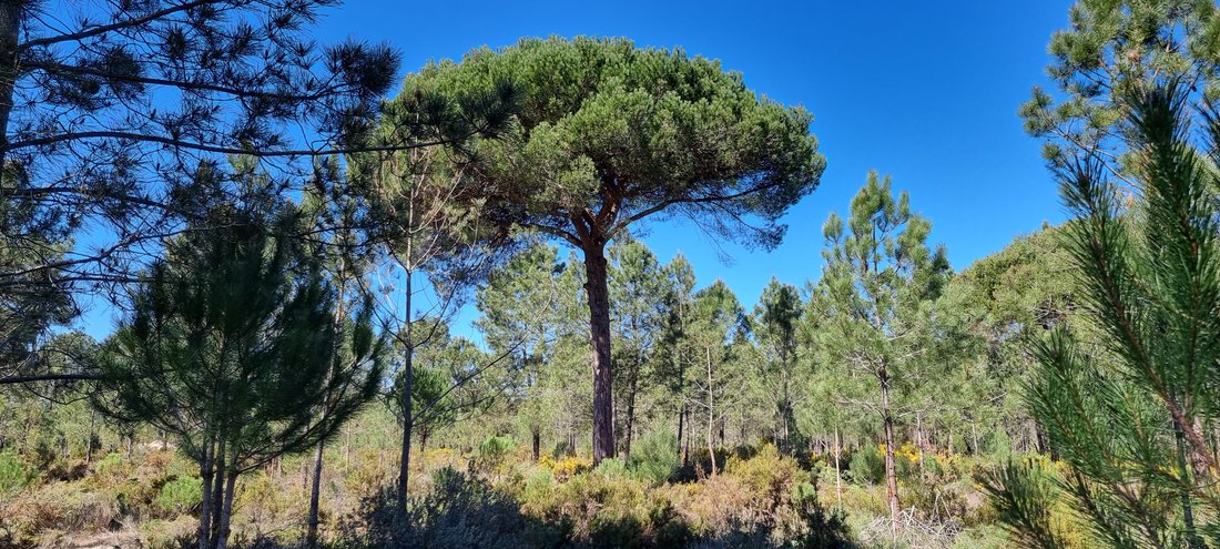 Land in Grandola e Santa Margarida da Serra, Setubal, Portugal 2 - 15181960