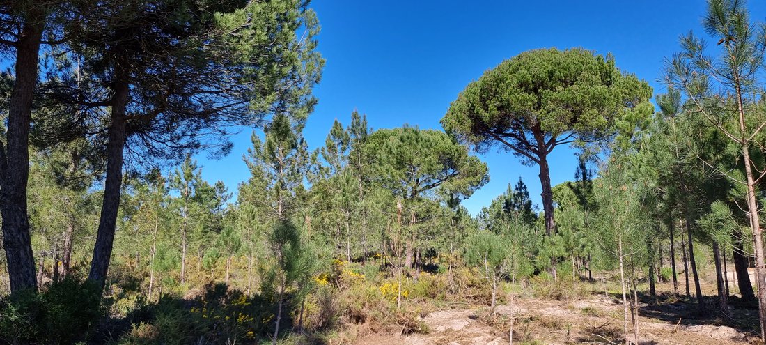Land in Grandola e Santa Margarida da Serra, Setubal, Portugal 1 - 15181960