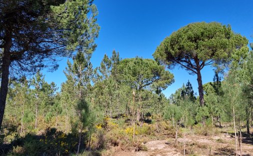 Land in Grandola e Santa Margarida da Serra, Setubal, Portugal 1