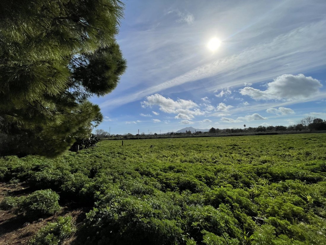 Maisons de campagne à Felanitx, Îles Baléares, Espagne 3 - 17394975