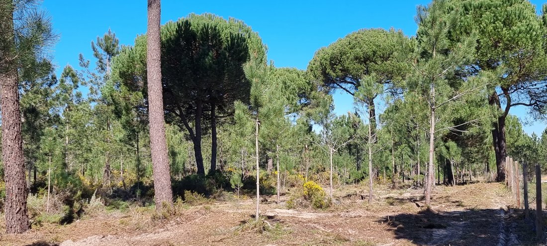 Land in Grandola e Santa Margarida da Serra, Setubal, Portugal 4 - 15181960
