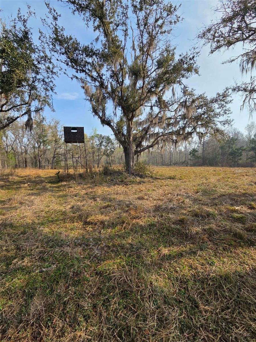 House in Perry, Florida, United States 4 - 17391313