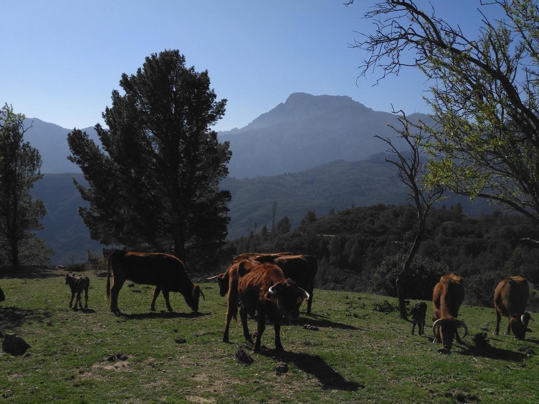Alfara de Carles, Catalonia, Spain 3 - 17403421
