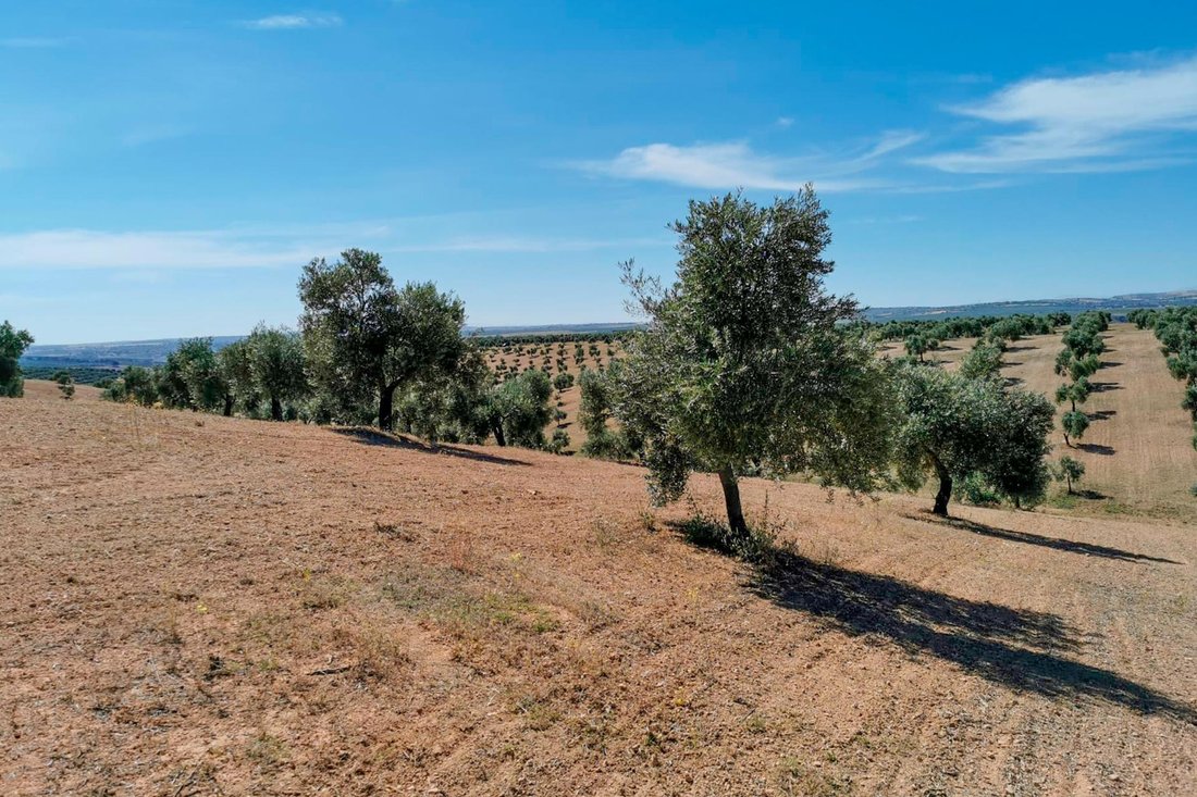 Land in Huelma, Andalusia, Spain 3 - 17410638