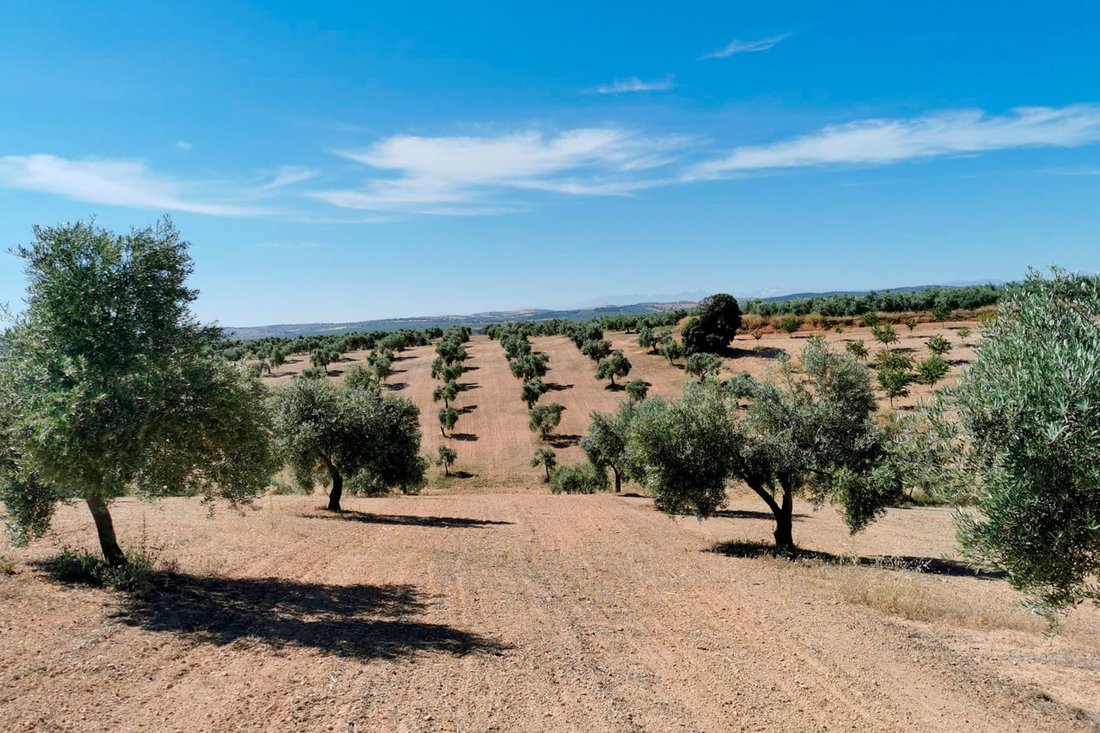 Land in Huelma, Andalusia, Spain 2 - 17410638