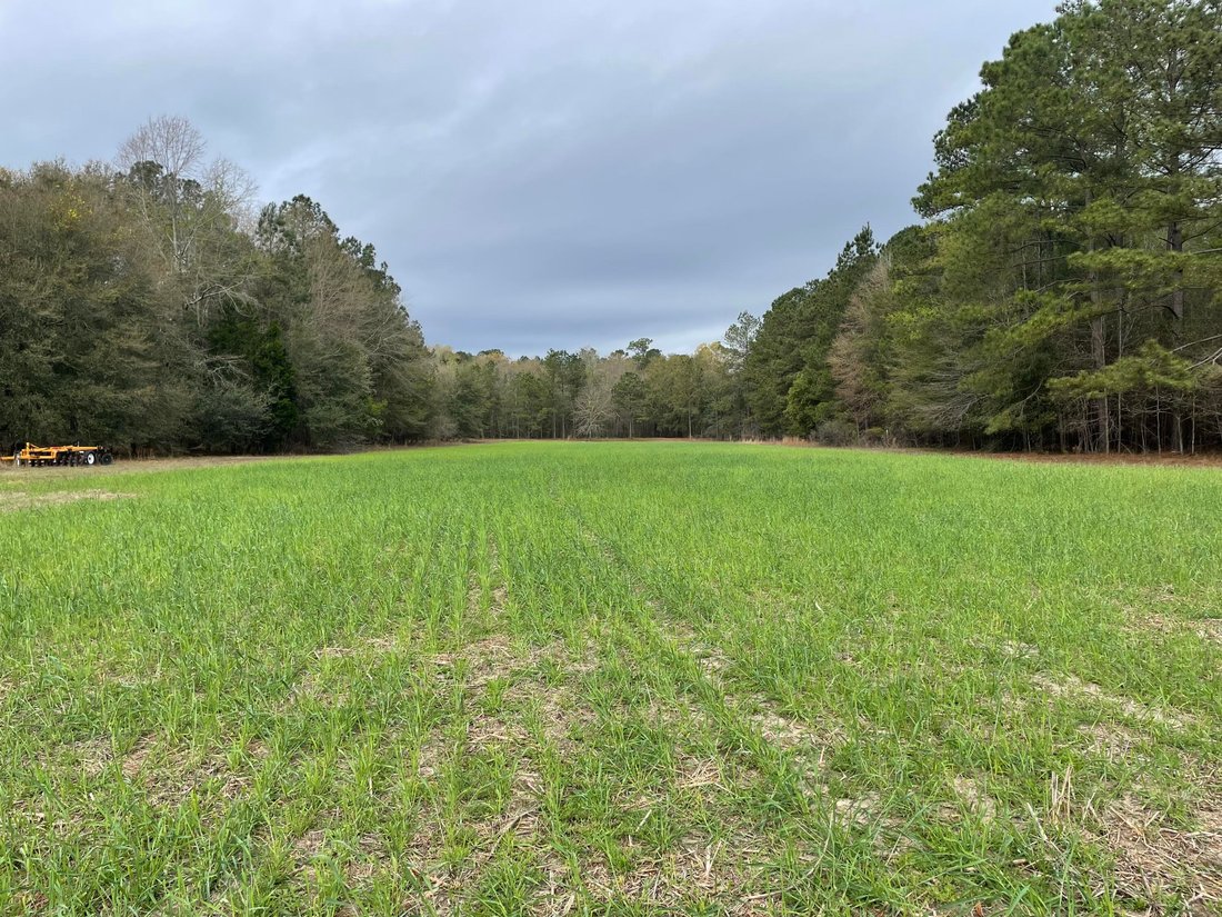 House in Blackville, South Carolina, United States 3 - 16418330