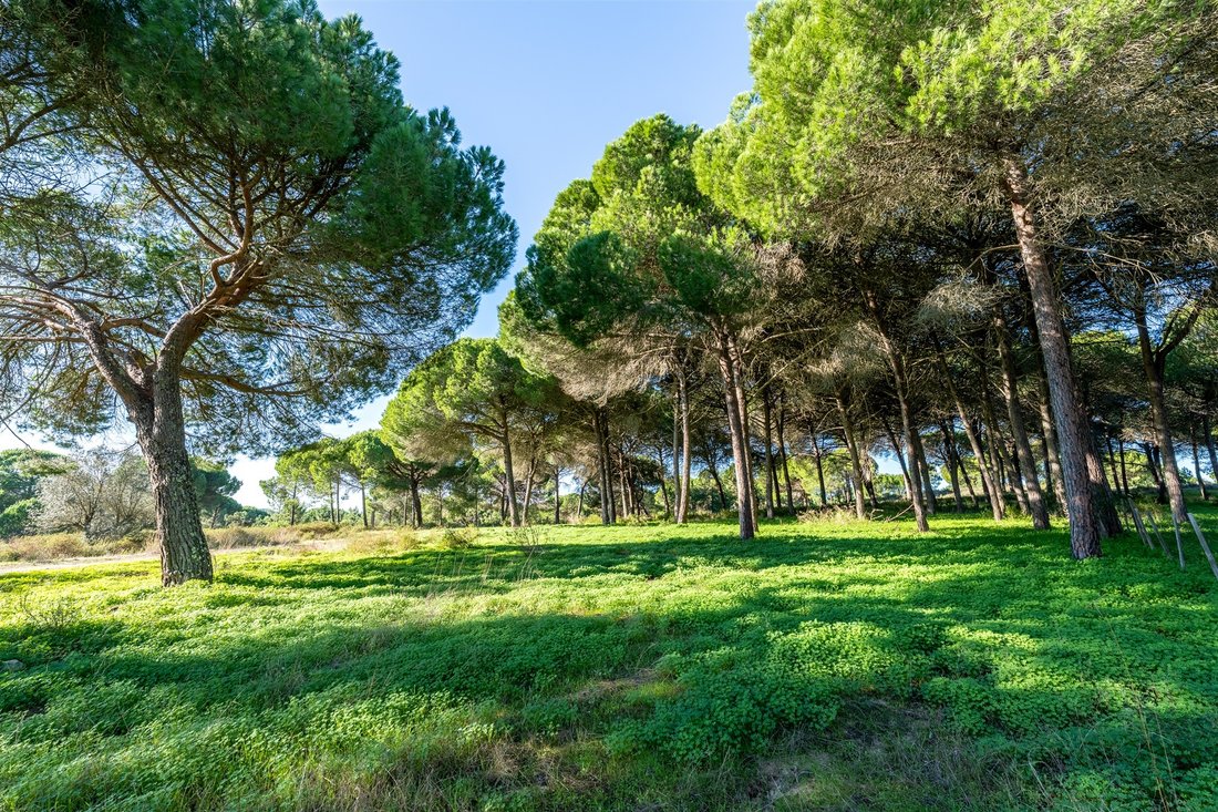 Land in Grandola e Santa Margarida da Serra, Setubal, Portugal 3 - 17422274