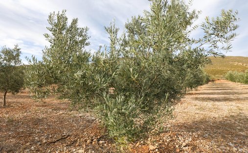 Terreno a Villamena, Andalusia, Spagna 1