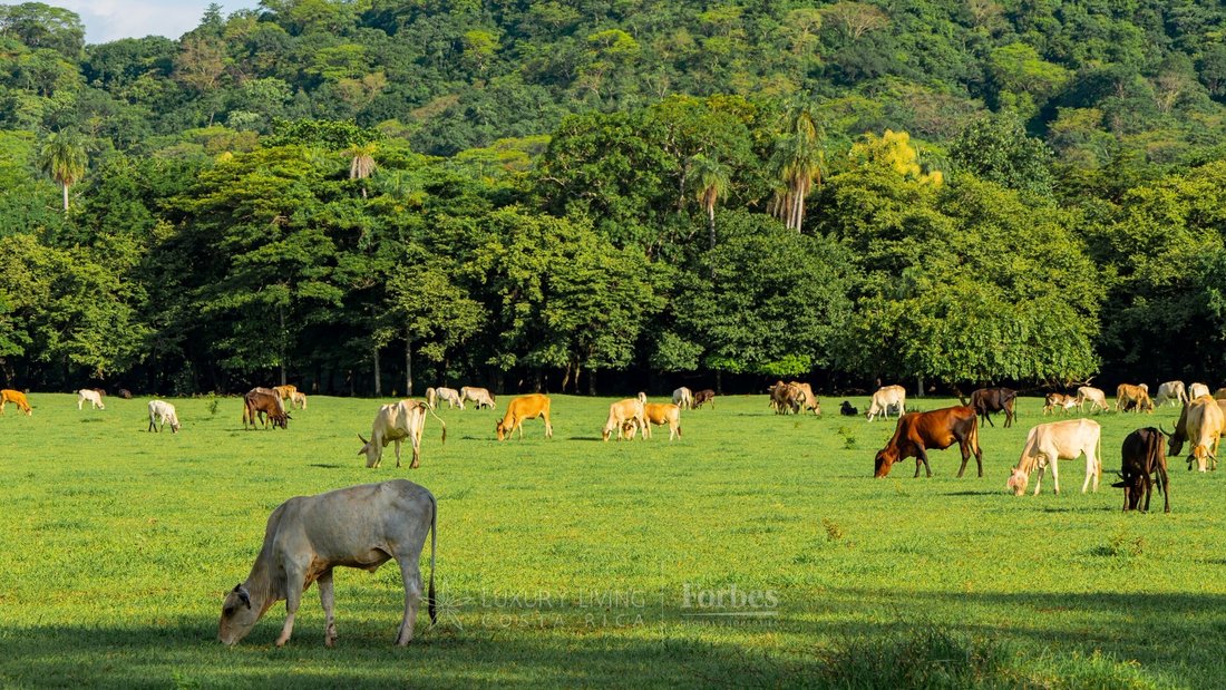 Finca in Veintisiete de Abril District, Guanacaste Province, Costa Rica 4 - 17436726