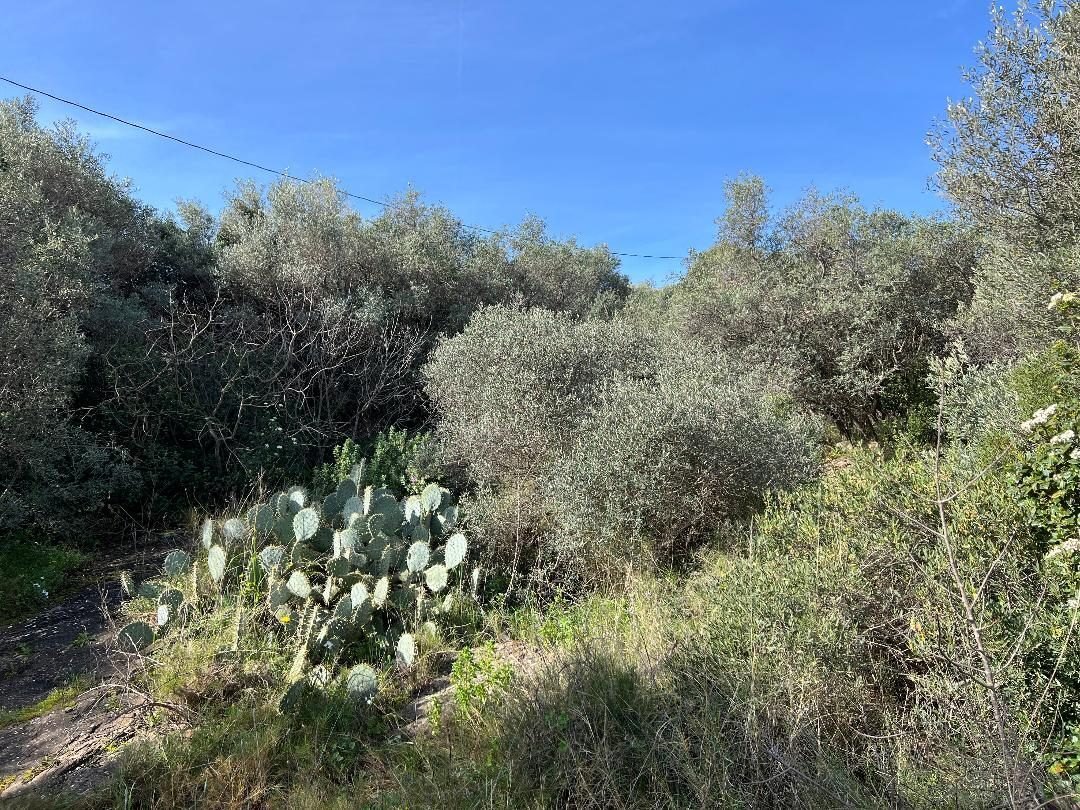 Land in La Ciotat, Provence-Alpes-Côte d'Azur, France 4 - 17439765