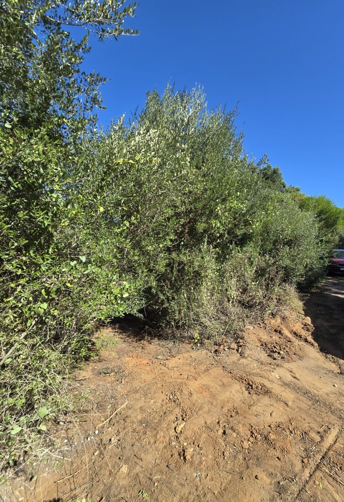 Land in Sotogrande, San Roque, Andalusia 3 - 17442596