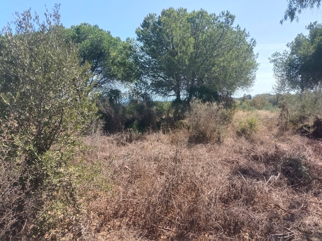 Land in Sotogrande, San Roque, Andalusia 4 - 17444142