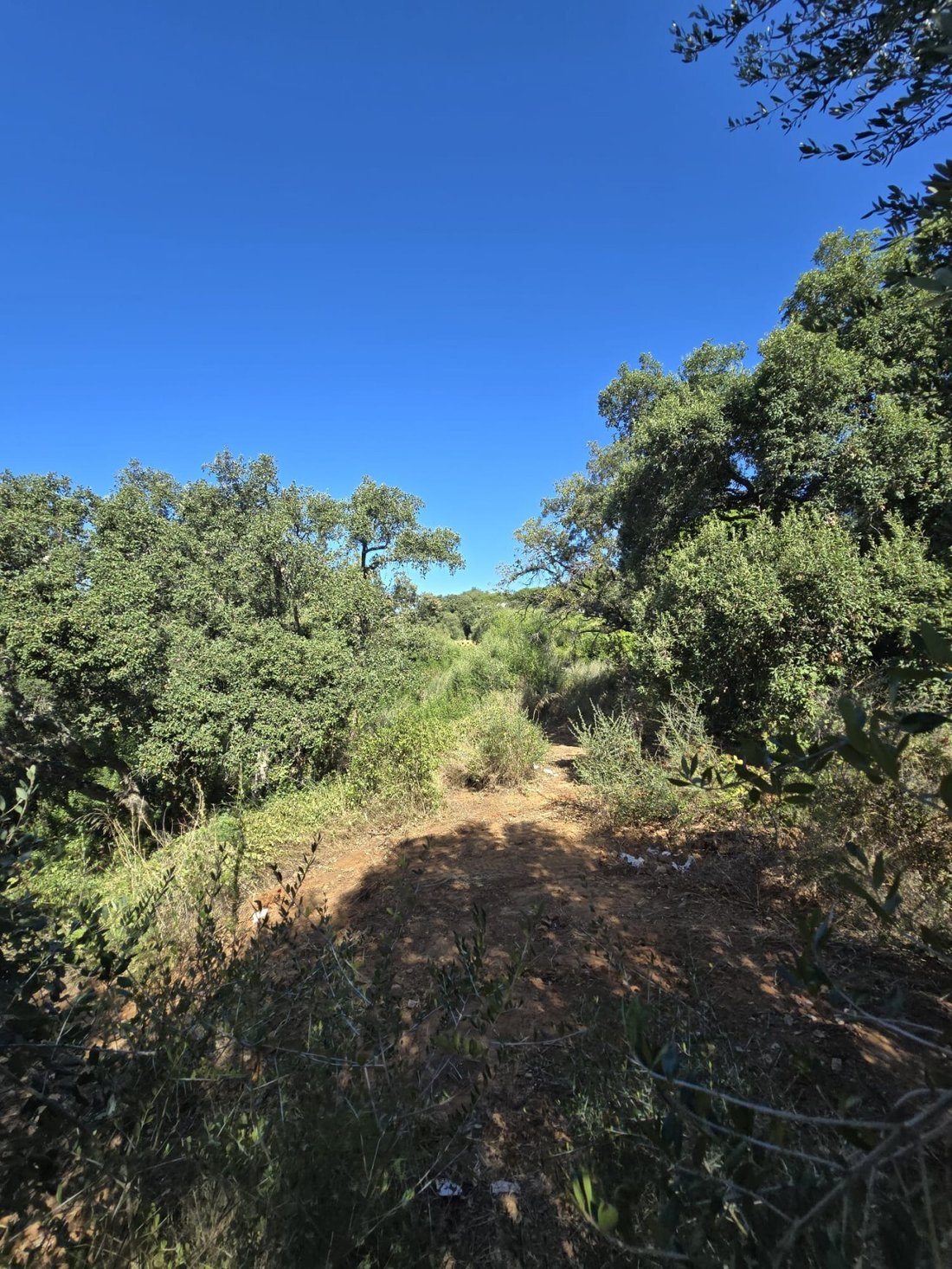 Land in Sotogrande, San Roque, Andalusia 1 - 17442596