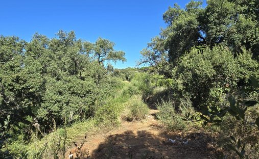 Land in Sotogrande, San Roque, Andalusia 1
