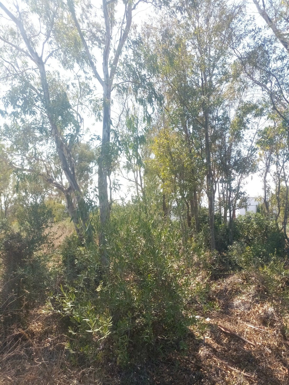 Land in Sotogrande, San Roque, Andalusia 5 - 17444142