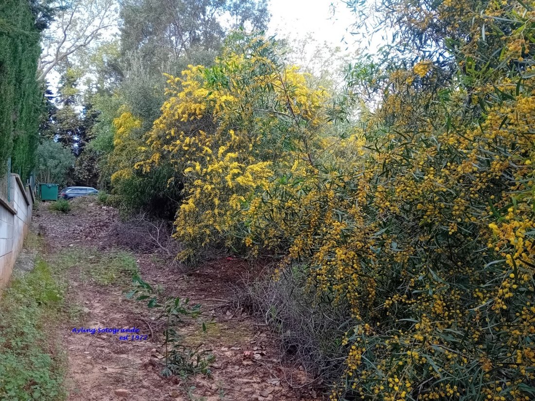 Land in Sotogrande, San Roque, Andalusia 5 - 17453213