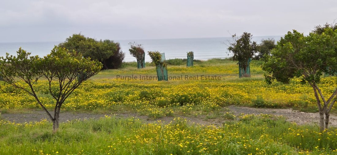 Andere in Pyla, Larnaka, Zypern 1 - 17452127