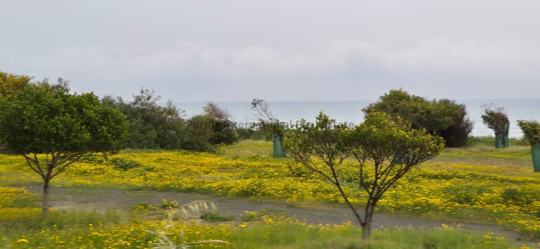 Andere in Pyla, Larnaka, Zypern 2 - 17452127