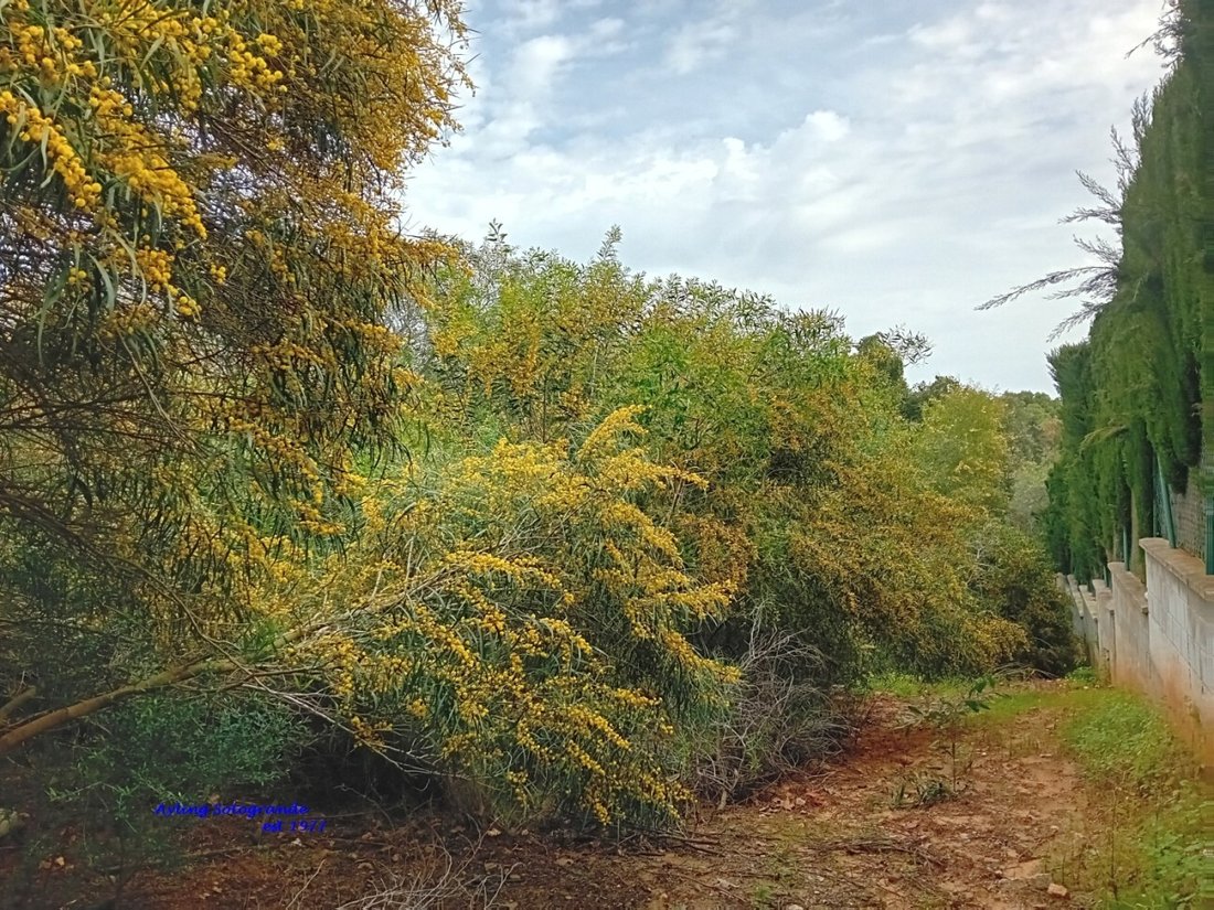 Land in Sotogrande, San Roque, Andalusia 2 - 17453213