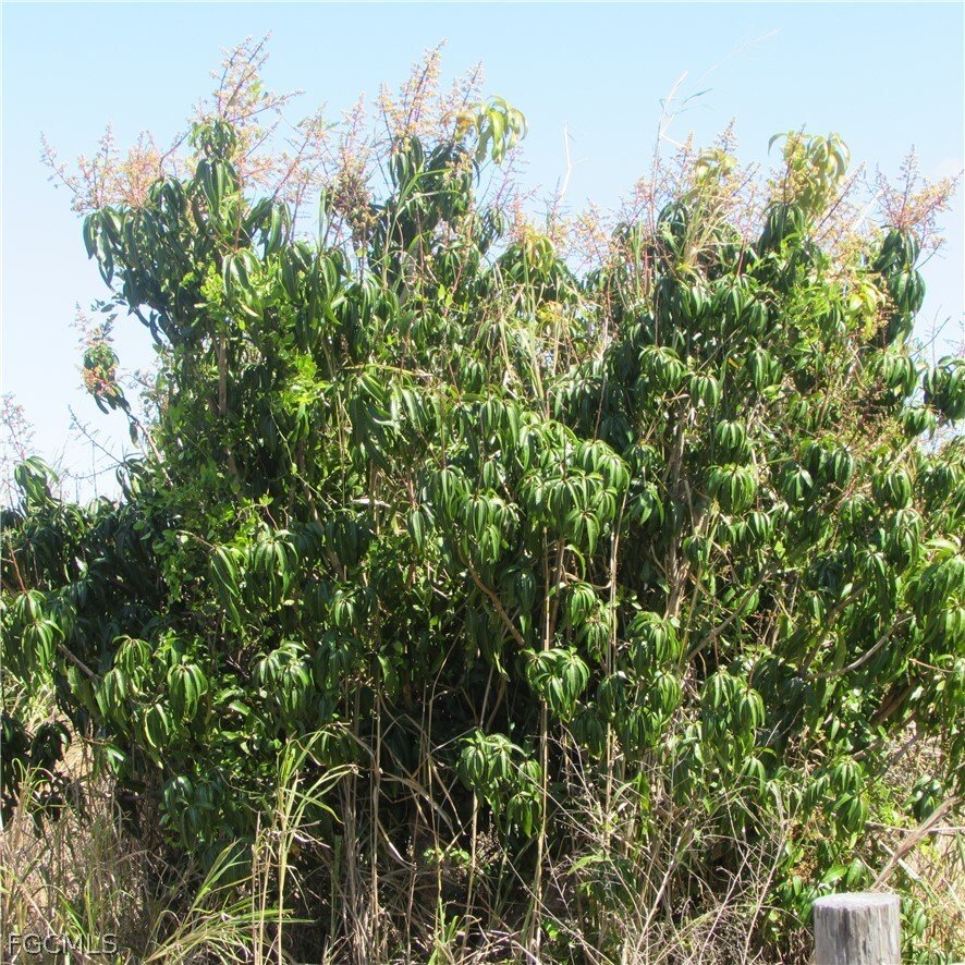 Land in Bokeelia, Florida, United States 5 - 17465919