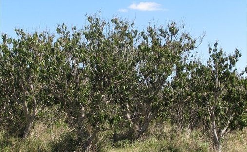 Land in Bokeelia, Florida, Vereinigte Staaten 1