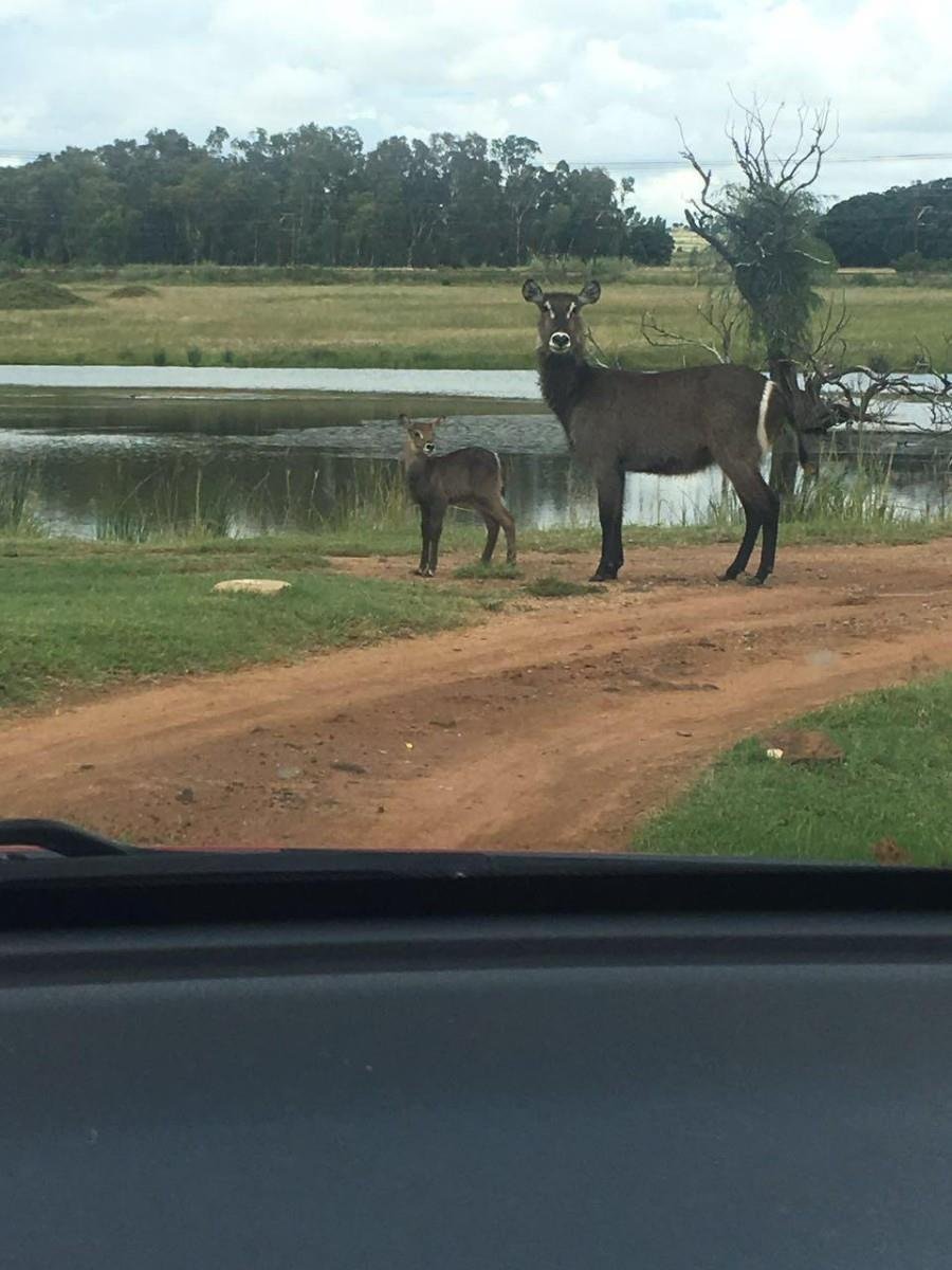 Farm Ranch in City of Tshwane Metropolitan Municipality, Gauteng, South Africa 4 - 17467298